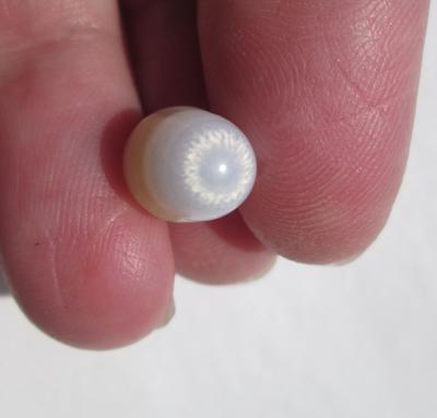 7 carat Clam Pearl with Flame Yellow and White 14mm
