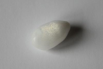 7.55 carat drop shaped clam pearl