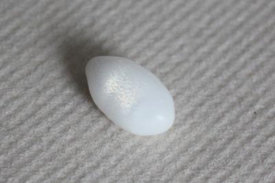 7.55 carat drop shaped clam pearl