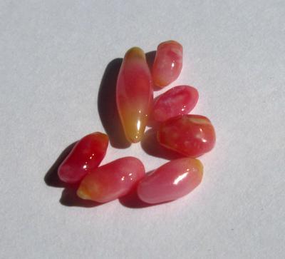 7 Conch Pearls Dark Pink 5-11mm 3+ carats Total 