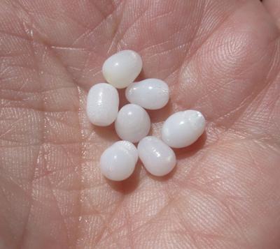 7 Flame Filled Clam Pearls 12 carats Total