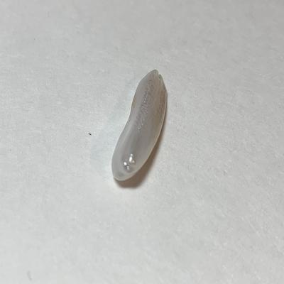 7ct USA Spike Pearl