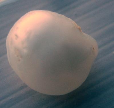 8.95 carat 11mm USA Freshwater Pearl