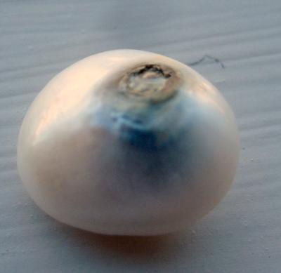 8.6 carat Natural USA Frehwater Pearl 15mm