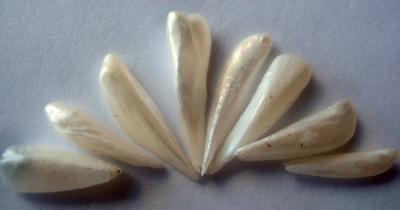 8 Natural Pearls USA Wing