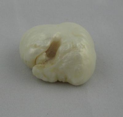 85.96  carat Mississippi River Natural Pearl