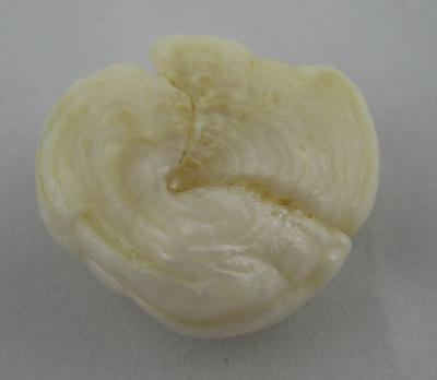 85.96 carat Mississippi River Natural Pearl - Bottom