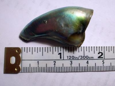 89 carat Abalone Pearl