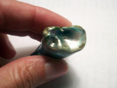 89.5 Carat Abalone Pearl