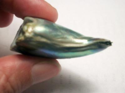 89.5 Carat Abalone Pearl