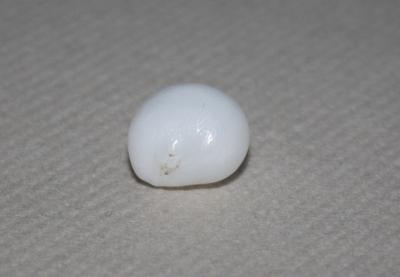 9.6 carat Clam Pearl