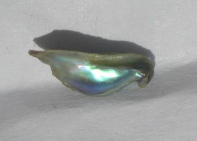 abalone pearl