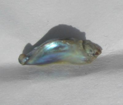 9mm Iridescent Abalone Pearl for Sale