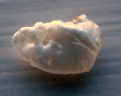 9mm Natural USA Freshwater Pearl