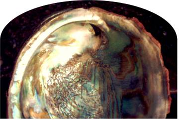 Abalone