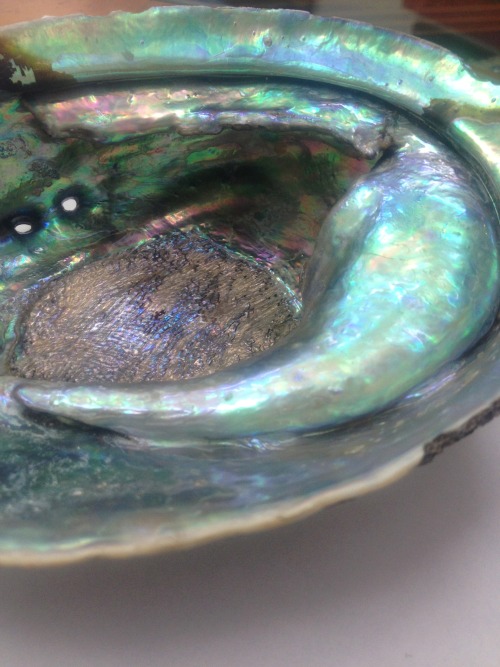 Large Abalone pearl in shell