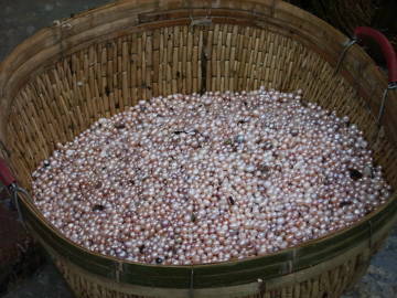 PEARL-HARVESTING-BASKET-OF-PEARLS