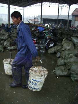 PEARL-HARVESTING-MAN-WITH-BUCKETS