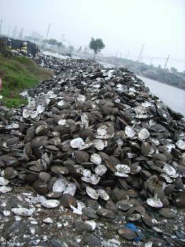 PEARL-HARVESTING-SHELLS-ALONG-ROAD