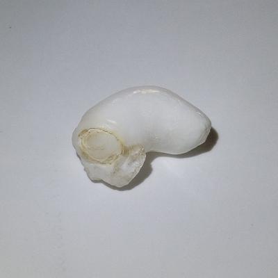 A Baroque Clam Pearl with Flame 20 ct