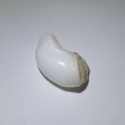 A Baroque Clam Pearl with Flame 20 ct