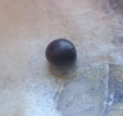 A Blue Mussel Pearl for Sale Button Shape 2 Toned .75ct