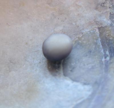 A Blue Mussel Pearl for Sale Button Shape 2 Toned .75ct