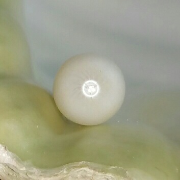 A Clam Pearl Drop 8.05 ct