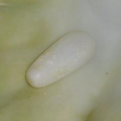 A Clam Pearl Drop 8.05 ct