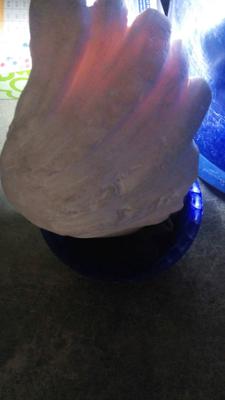 A COMMUNITY OF FOSSILIZED TRIDACNA