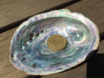 paua shell with blister pearl
