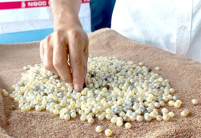 A worker sorts pearls, which are golden or silvery in colour and hold very high economic value.