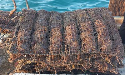 The cages of pearl oysters are stacked across the deck after harvest. VNS Photos Tuấn Hoàng