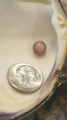 my surprise quahog pearl