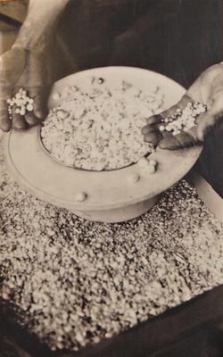 Pearls & Pearl Slug Harvest