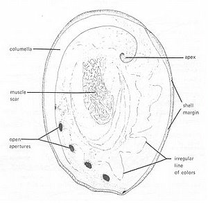 Abalone