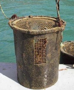 Abalone farming barrel