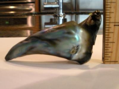 Abalone pearl 118 carats
