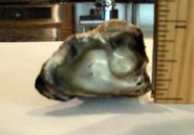 Abalone pearl 118 carats