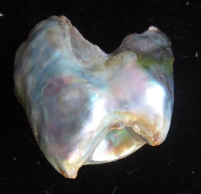 Abalone Pearl 17mm with Iridescence 11+ carats