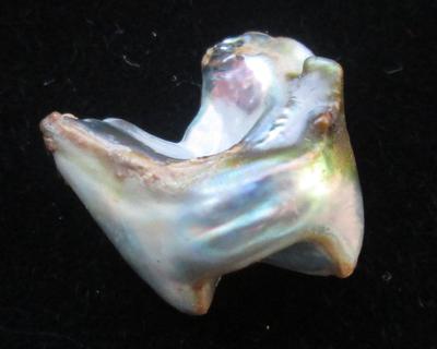 Abalone Pearl 17mm with Iridescence 11+ carats