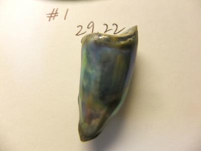 29.22 carat abalone pearl