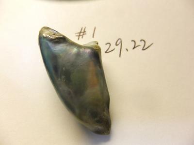 29.22 carat abalone pearl
