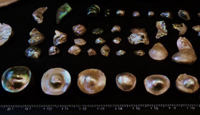 Abalone Pearl Collection from Baja Mexico