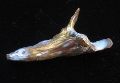 Abalone Pearl Horn Shape 55mm Long 22+ carats