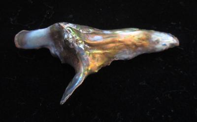 Abalone Pearl Horn Shape 55mm Long 22+ carats