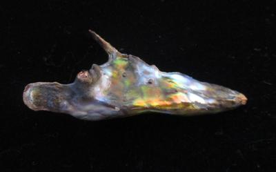 Abalone Pearl Horn Shape 55mm Long 22+ carats