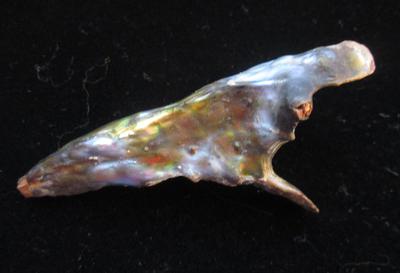 Abalone Pearl Horn Shape 55mm Long 22+ carats