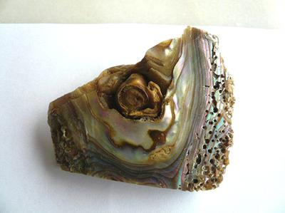 Abalone pearl inside a blister pearl