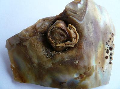 Abalone pearl inside a blister pearl